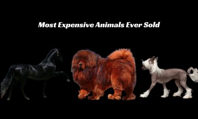 Most Expensive Animals Ever Sold
