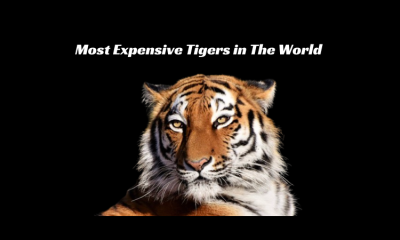 Most Expensive Tigers in The World 